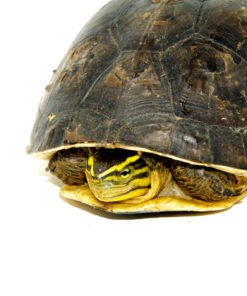 Asian Box Turtle (Cuora amboinesis kamaroma)