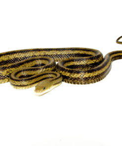 Greenish Rat Snake (Pantherophis alleghaniensis)