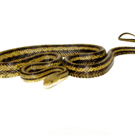 Greenish Rat Snake (Pantherophis alleghaniensis)