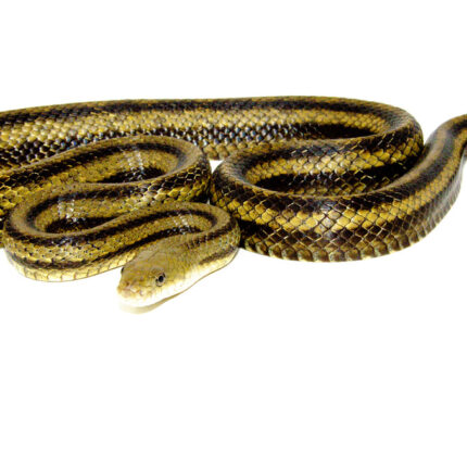 DSC 7318 1024x 430x430