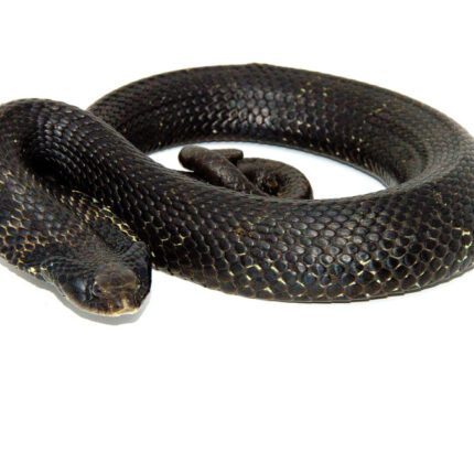 DSC 7327 1024x 1 430x430