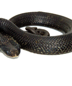 DSC 7327 1024x 247x296