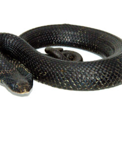 Eastern Hognose Snake (Heterodon platirhinos)