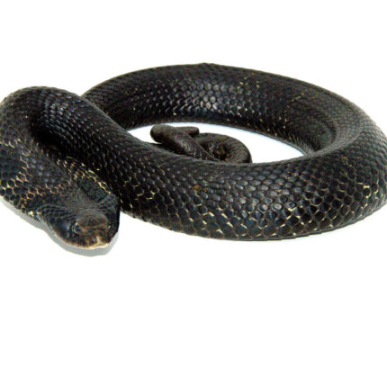 Eastern Hognose Snake (Heterodon platirhinos)