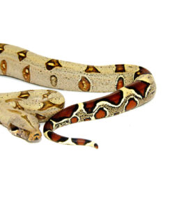 DSC 7331 1024x 247x296