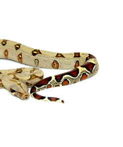 DSC 7332 1024x 247x296