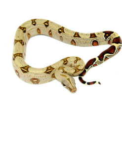 DSC 7333 1024x 247x296