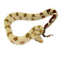 Peruvian Red Tail Boa (Boa constrictor constrictor)