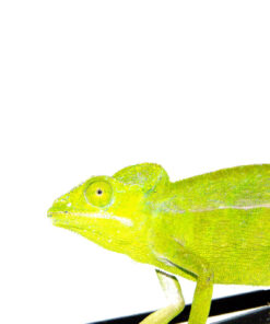 DSC 7341 1024x 247x296