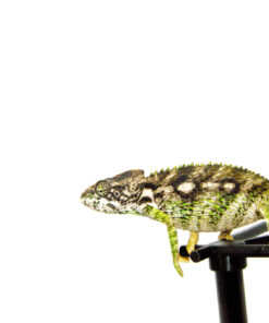 DSC 7344 1024x 247x296