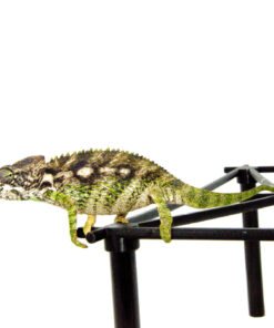 Giant Spiny Chameleon (Furcifer verrucosus)