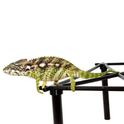 Giant Spiny Chameleon (Furcifer verrucosus)
