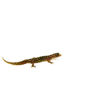 Dwarf Barking Gecko (Sphaerodactylus sputator)
