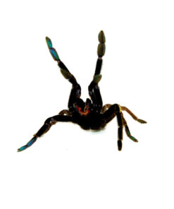 Skeleton Leg Tarantula (Ephebopus murinus)