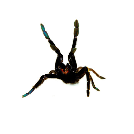 Skeleton Leg Tarantula (Ephebopus murinus)