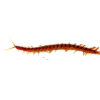 Cherry Bomb Centipede (Scolopendra dehaani) DSC 7380 1024x 100x100