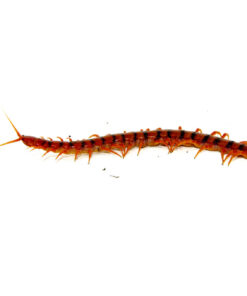 Cherry Bomb Centipede (Scolopendra dehaani)