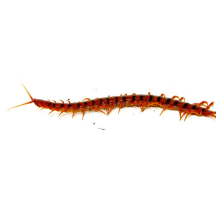 Cherry Bomb Centipede (Scolopendra dehaani)