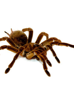 Goliath Bird Eating Tarantula (Theraphosa stirmi)