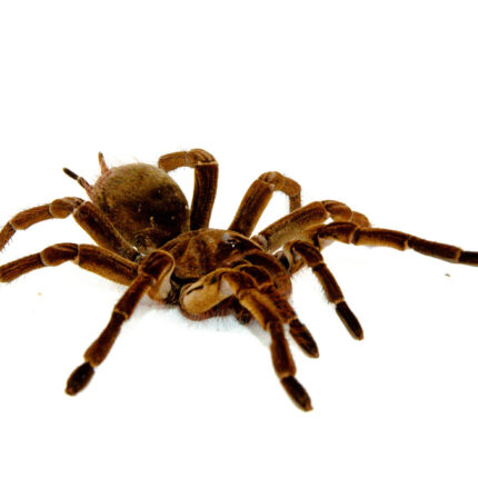 Goliath Bird Eating Tarantula (Theraphosa stirmi)