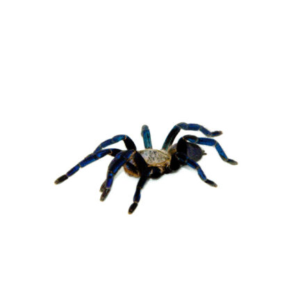DSC 7390 1024x 430x430