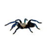 Cobalt Blue Tarantula (Haplopelma lividum) DSC 7392 1024x 100x100