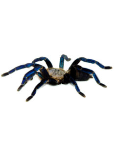 Cobalt Blue Tarantula (Haplopelma lividum)