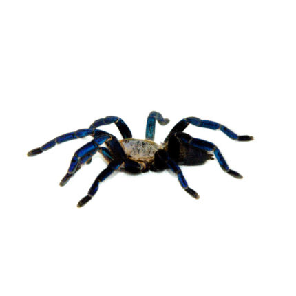 Cobalt Blue Tarantula (Haplopelma lividum)