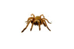 Emerald Skeleton Leg Tarantula (Ephebopus uatuman)