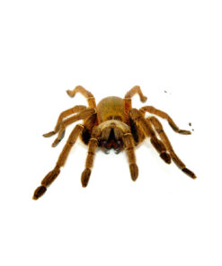 DSC 7394 1024x 247x296