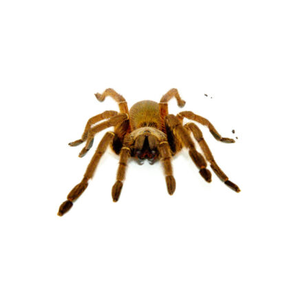 DSC 7395 1024x 430x430