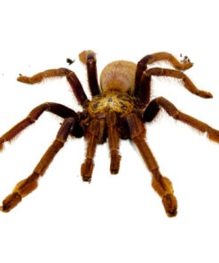 Singapore Blue Tarantula (Lampropelma violaceopes)