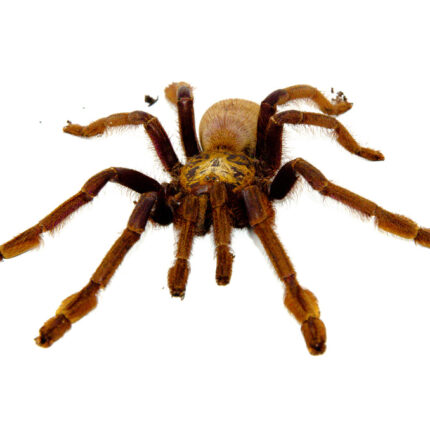 Singapore Blue Tarantula (Lampropelma violaceopes)