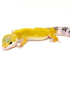 Jungle Designer Baby Leopard Geckos (Eublepharis macularius)