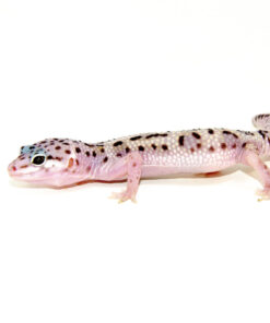 Baby Mack Snow Leopard Geckos (Eublepharis macularius)