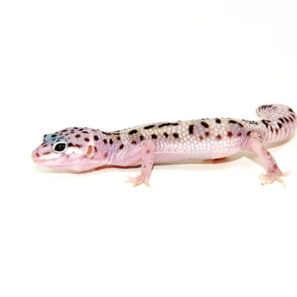 Baby Mack Snow Leopard Geckos (Eublepharis macularius)