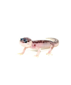 Mack Super Snow Baby Leopard Geckos (Eublepharis macularius)
