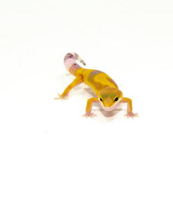 Hypo High Yellow Baby Leopard Geckos (Eublepharis macularius)