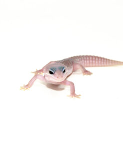 Mack Super Snow Blizzard Luecistic Baby Leopard Geckos (Eublepharis macularius)