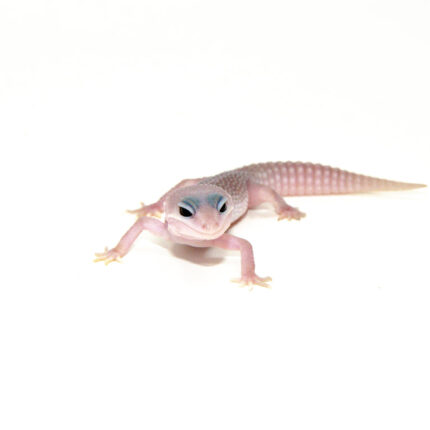 Mack Super Snow Blizzard Luecistic Baby Leopard Geckos (Eublepharis macularius)