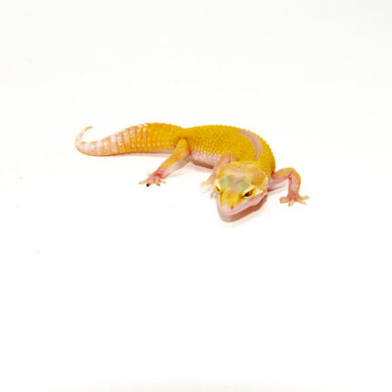 Baby Albino Leucistic Leopard Geckos (Eublepharis macularius)