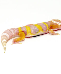 Albino Baby Leopard Geckos (Eublepharis macularius)