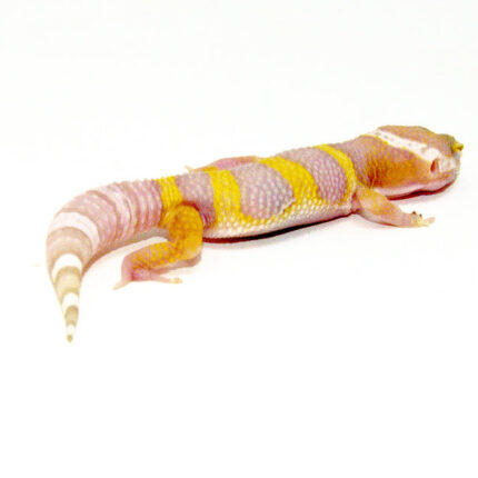 Albino Baby Leopard Geckos (Eublepharis macularius)