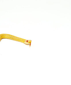 Albino Checkered Garter Snake 