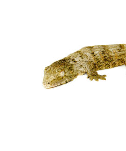 DSC 7525 1024x 247x296