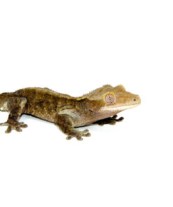 DSC 7529 1024x 247x296