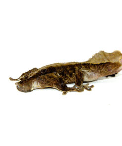 Buckskin Crested Gecko Adult (Frog Butt) (Correlophus ciliatus)