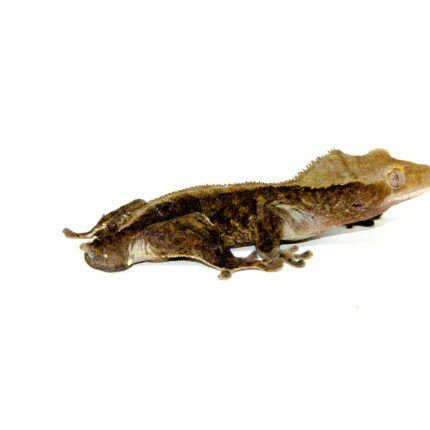 Buckskin Crested Gecko Adult (Frog Butt) (Correlophus ciliatus)