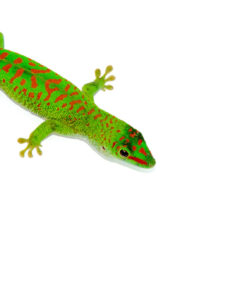 Crimson Day Gecko (Phelsuma grandis)