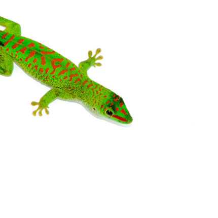 Crimson Day Gecko (Phelsuma grandis)